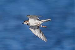 Killdeer flying at Wyoming, United States
