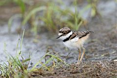Killdeer perching/standing at Colorado, United States