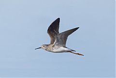 Lesser Yellowlegs flying at Colorado, United States