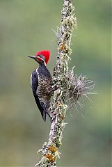 Lineated Woodpecker perching/standing at Colombia