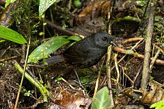 Long-tailed Tapaculo