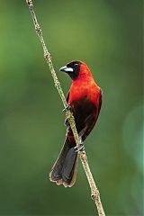 Masked Crimson Tanager