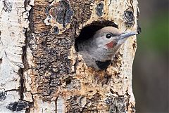 Northern Flicker perching/standing at Colorado, United States