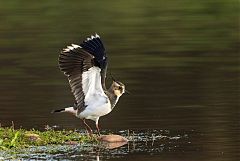 Northern Lapwing stretching at United Kingdom