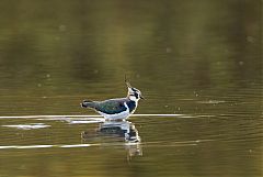 Northern Lapwing wading at United Kingdom
