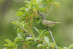 Orange-crowned Warbler perching/standing at Colorado, United States