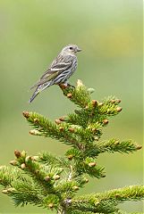 Pine Siskin perching/standing at Colorado, United States