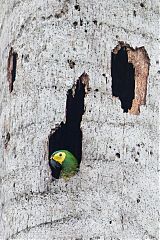 Red-bellied Macaw