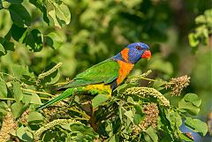 Red-collared Lorikeet perching/standing at Northern Territory, Australia