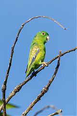 Riparian Parrotlet