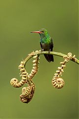 Rufous-tailed Hummingbird perching/standing at Valle del Cauca, Colombia
