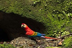 Scarlet Macaw