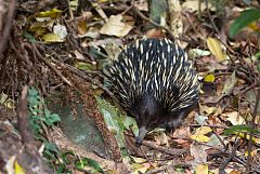 Short-beaked Echidna