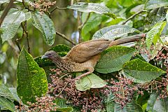 Speckled Chachalaca