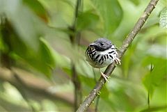 Spot-backed Antbird