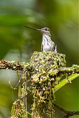 Tooth-billed Hummingbird nesting at Colombia