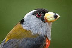 Toucan Barbet perching/standing at Colombia