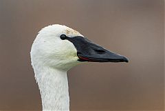 Trumpeter Swan perching/standing at Colorado, United States