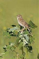 Vesper Sparrow calling/singing at Colorado, United States