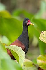 Wattled Jacana
