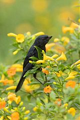 White-sided Flowerpiercer perching/standing at Colombia