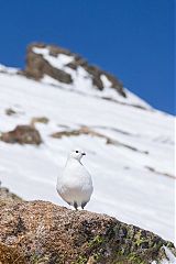 White-tailed Ptarmigan perching/standing at Colorado, United States