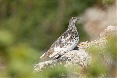 White-tailed Ptarmigan perching/standing at Colorado, United States
