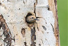 Williamson's Sapsucker nesting at Colorado, United States