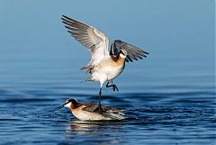 Wilson's Phalarope wading at Colorado, United States