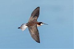 Wilson's Phalarope flying at Colorado, United States