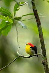 Wire-tailed Manakin